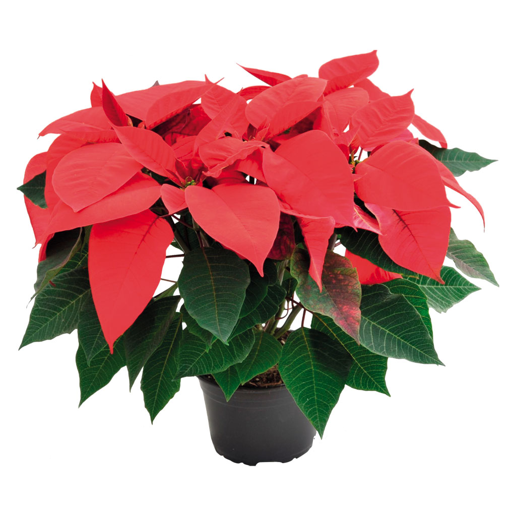 Craciunita, in ghiveci, 10 cm