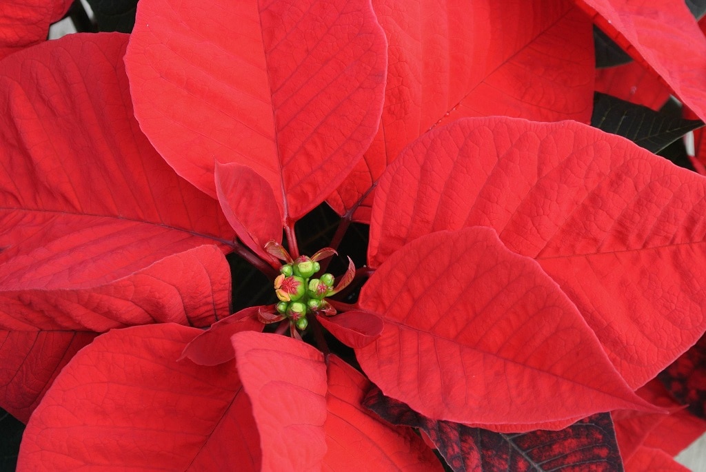 Craciunita, in ghiveci, 10 cm