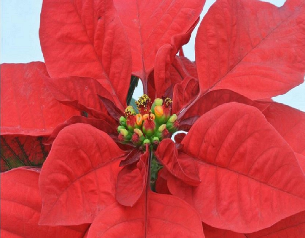 Craciunita, in ghiveci, 10 cm