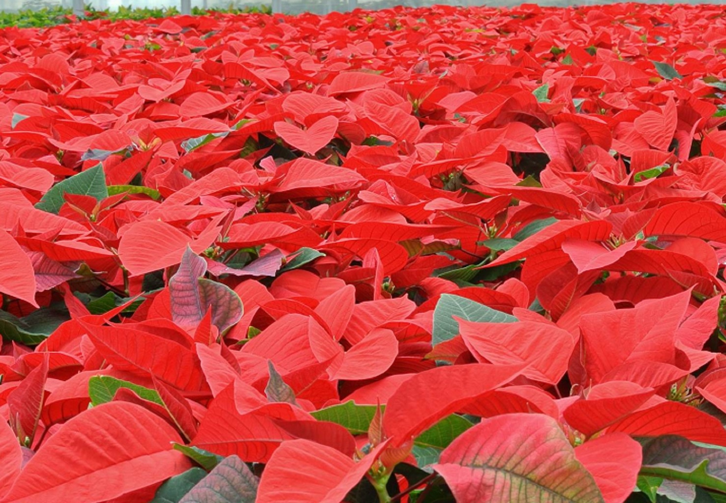 Craciunita, in ghiveci, 10 cm