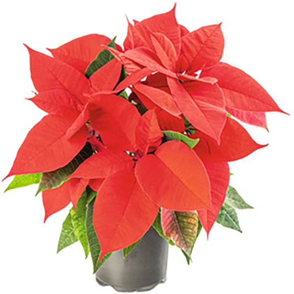 Craciunita Poinsettia, 11 cm