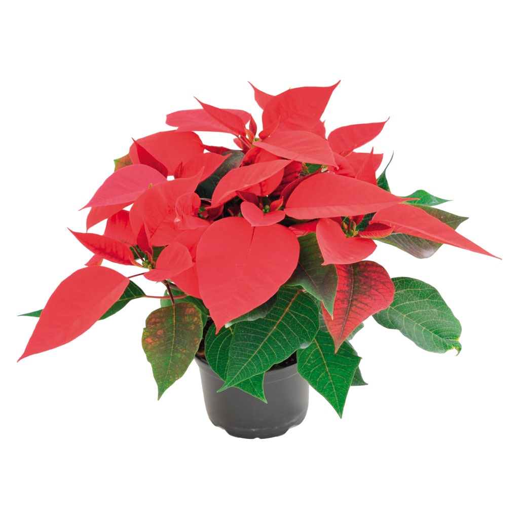 Craciunita, in ghiveci, 13 cm