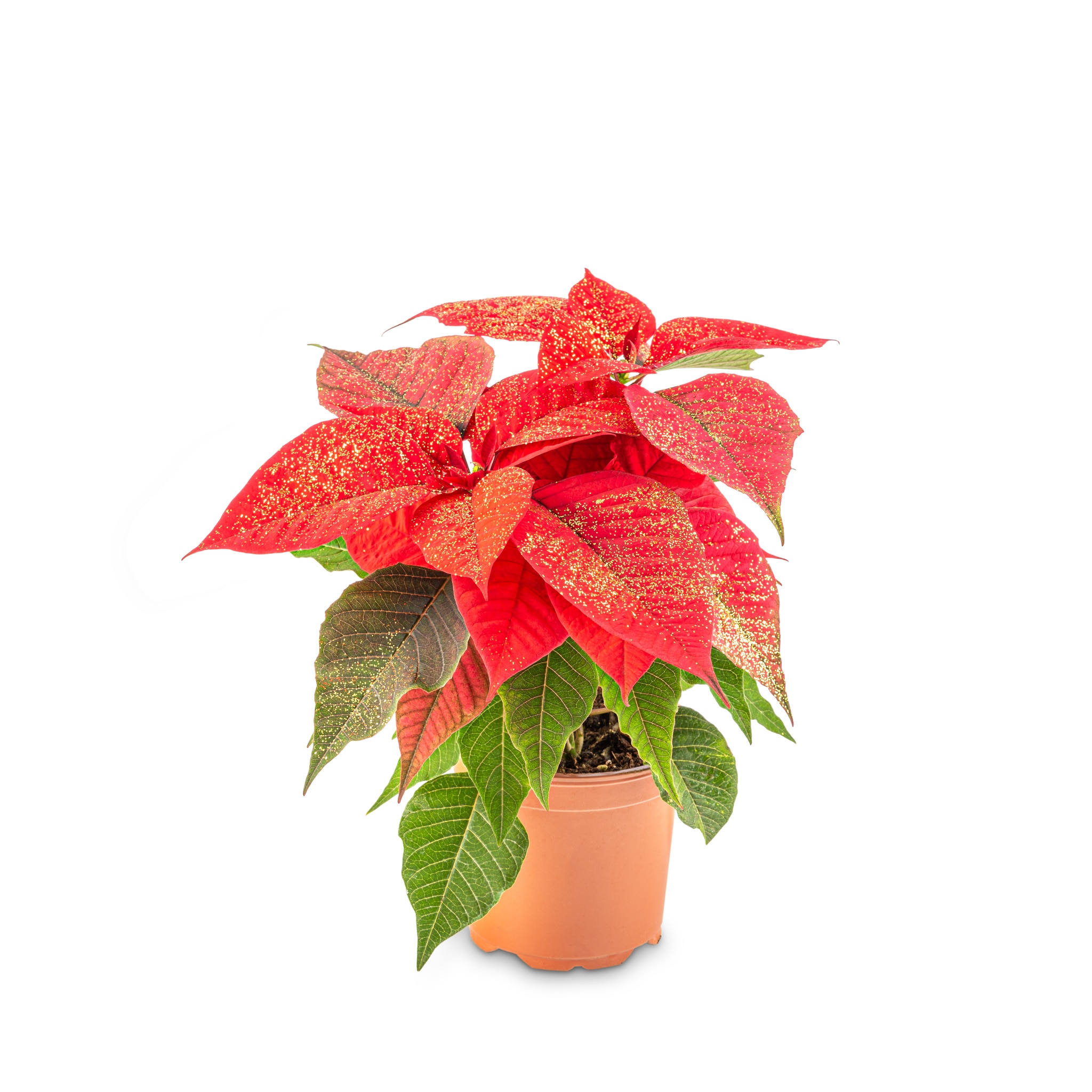 Poinsettia, cu sclipici, 11 cm