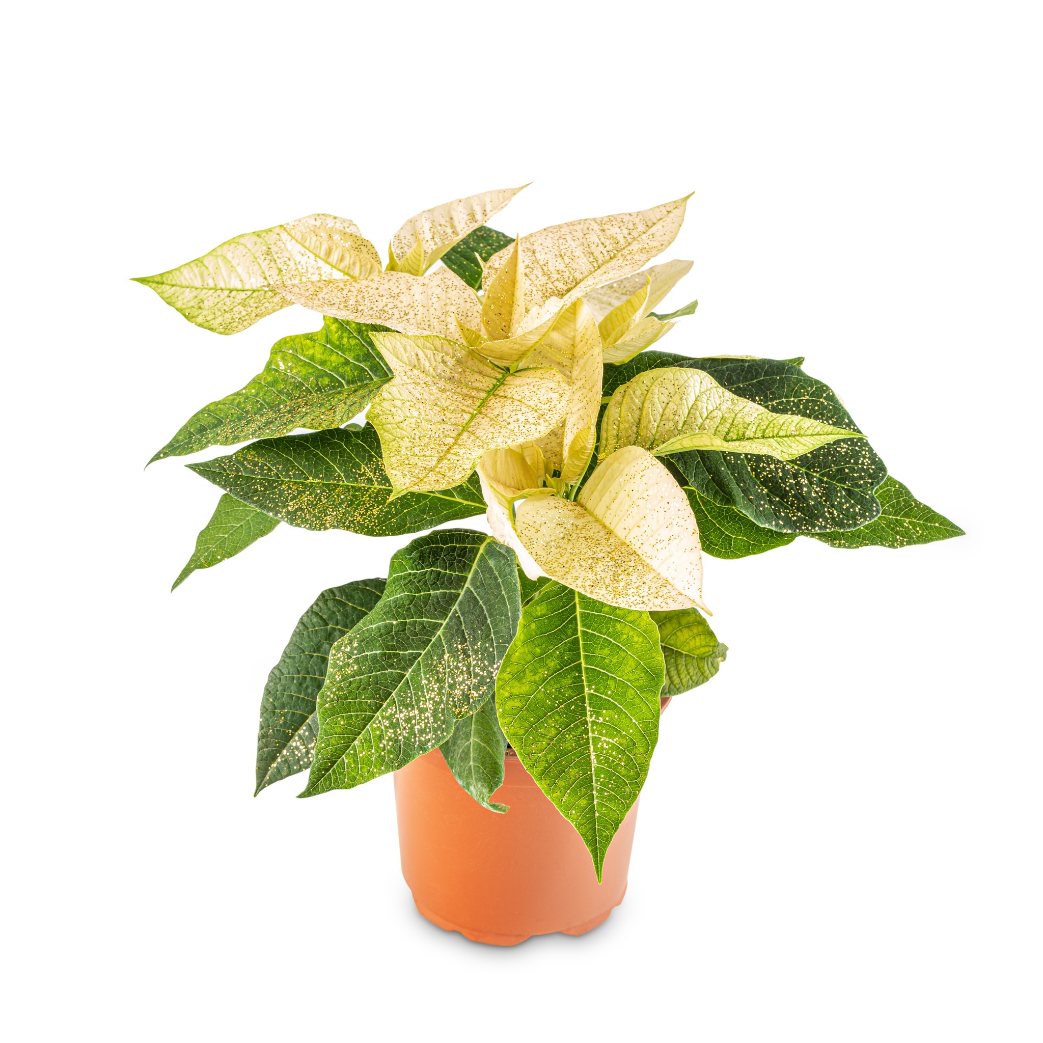 Poinsettia, cu sclipici, 11 cm