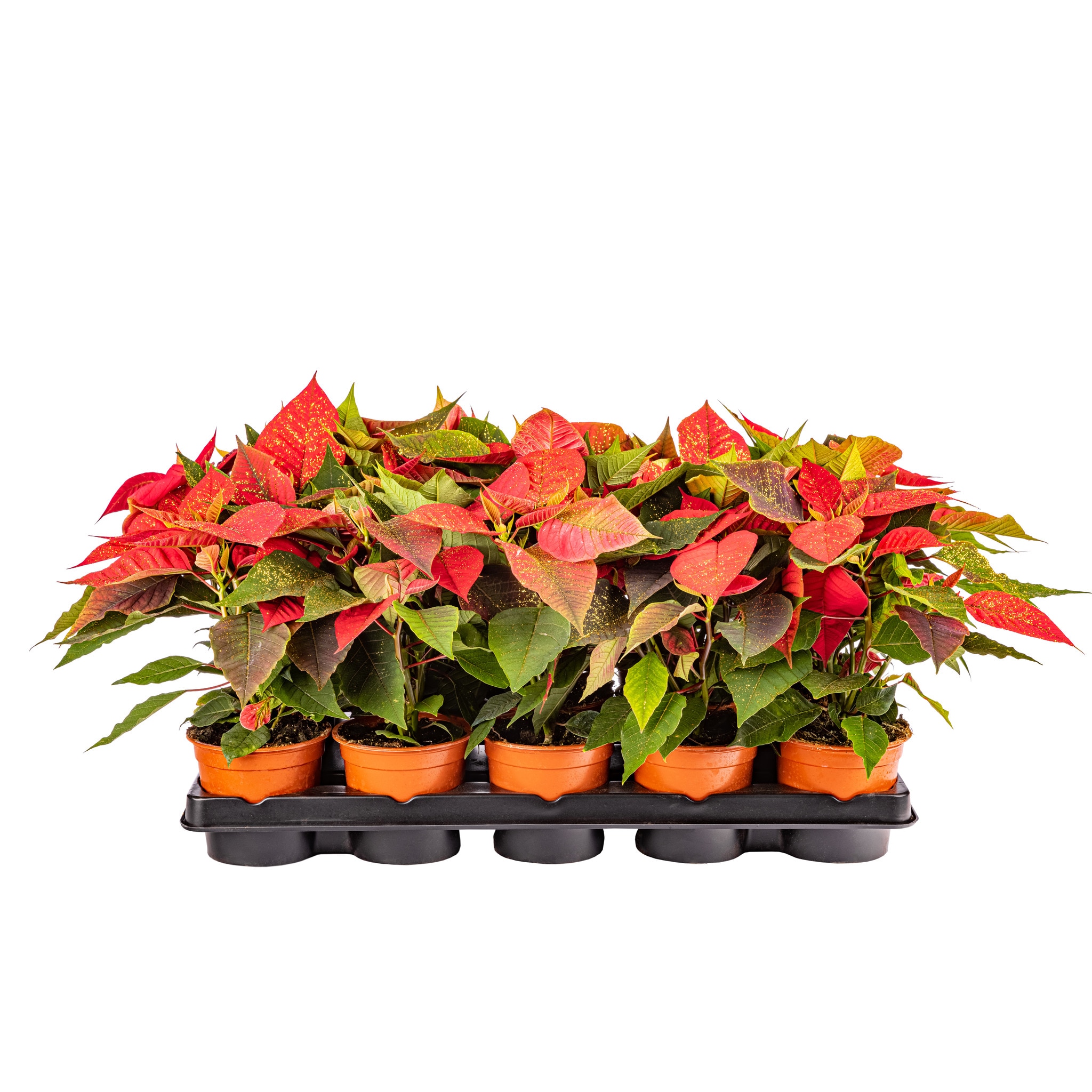 Poinsettia, cu sclipici, 11 cm