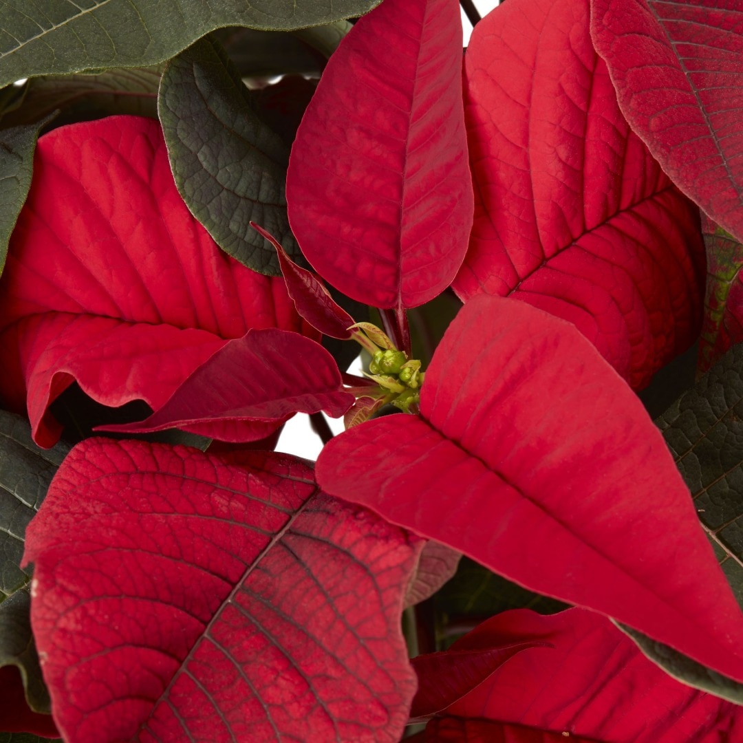 Poinsettia cu sclipici, ghiveci diametru 12 cm