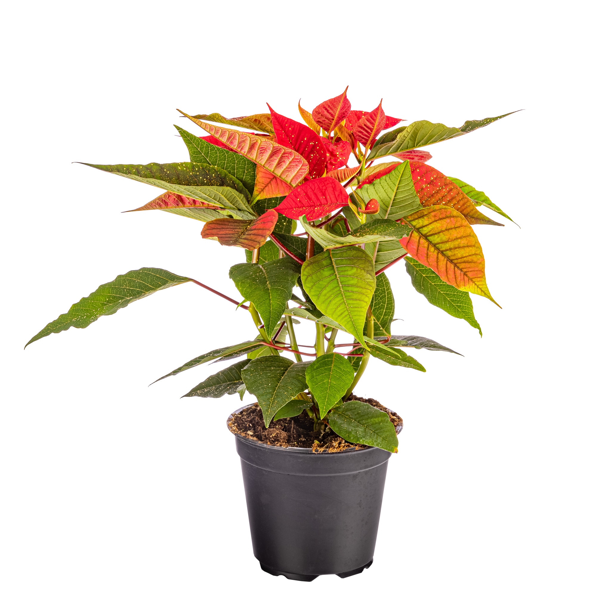 Poinsettia, cu sclipici, 13 cm