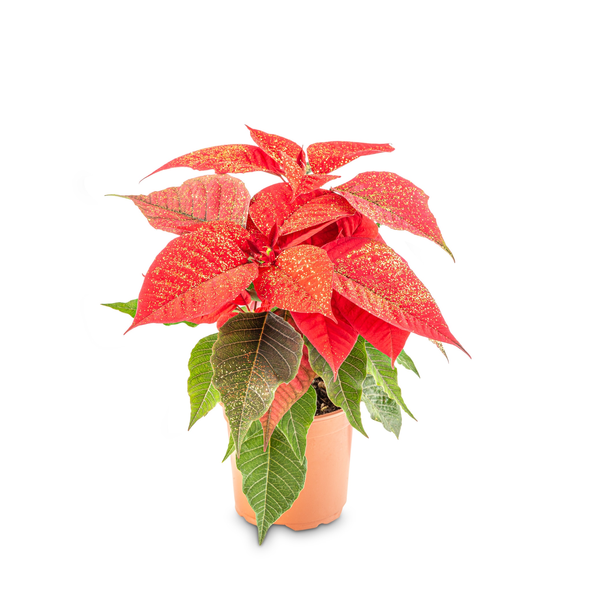 Poinsettia, cu sclipici, 13 cm