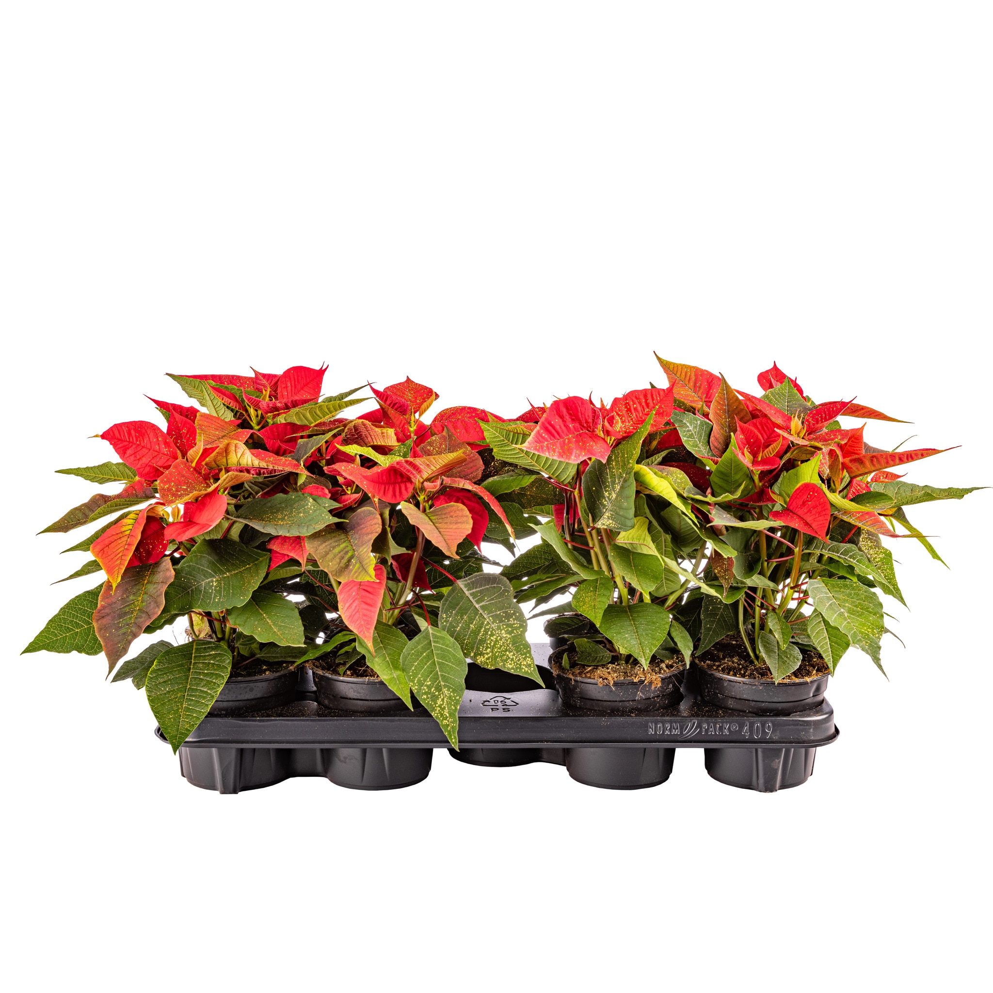 Poinsettia, cu sclipici, 13 cm