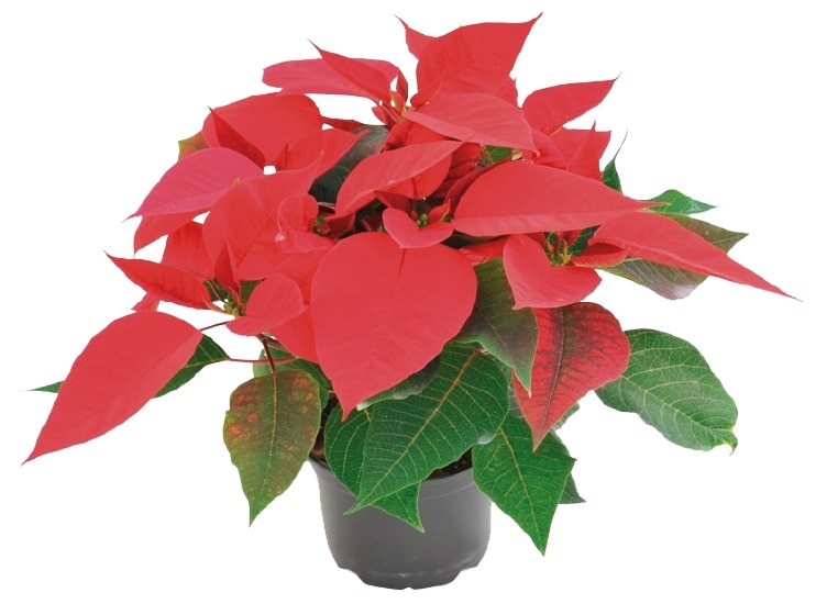 Craciunita Poinsettia, in ghiveci, 27 cm