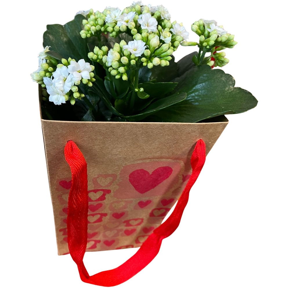 Kalanchoe punga colectia The Art Of Love, D 13cm