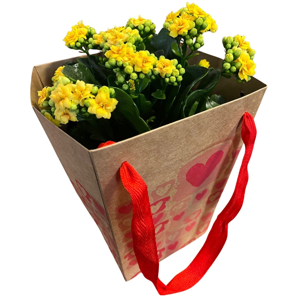 Kalanchoe punga colectia The Art Of Love, D 13cm