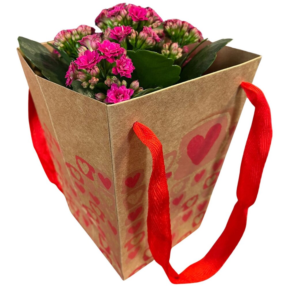 Kalanchoe punga colectia The Art Of Love, D 13cm