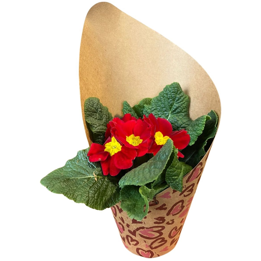 Primula punga colectia Panthera, D 11cm