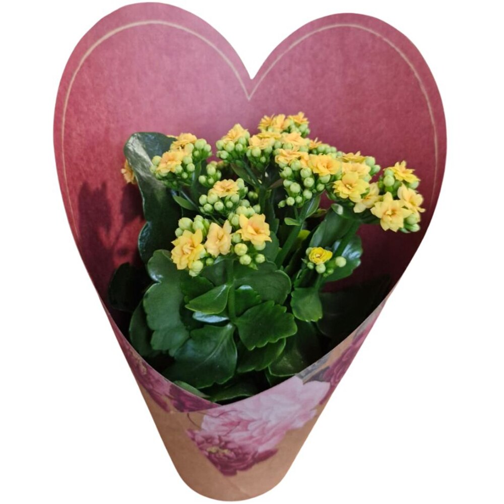 Kalanchoe punga colectia Amora, D 12cm