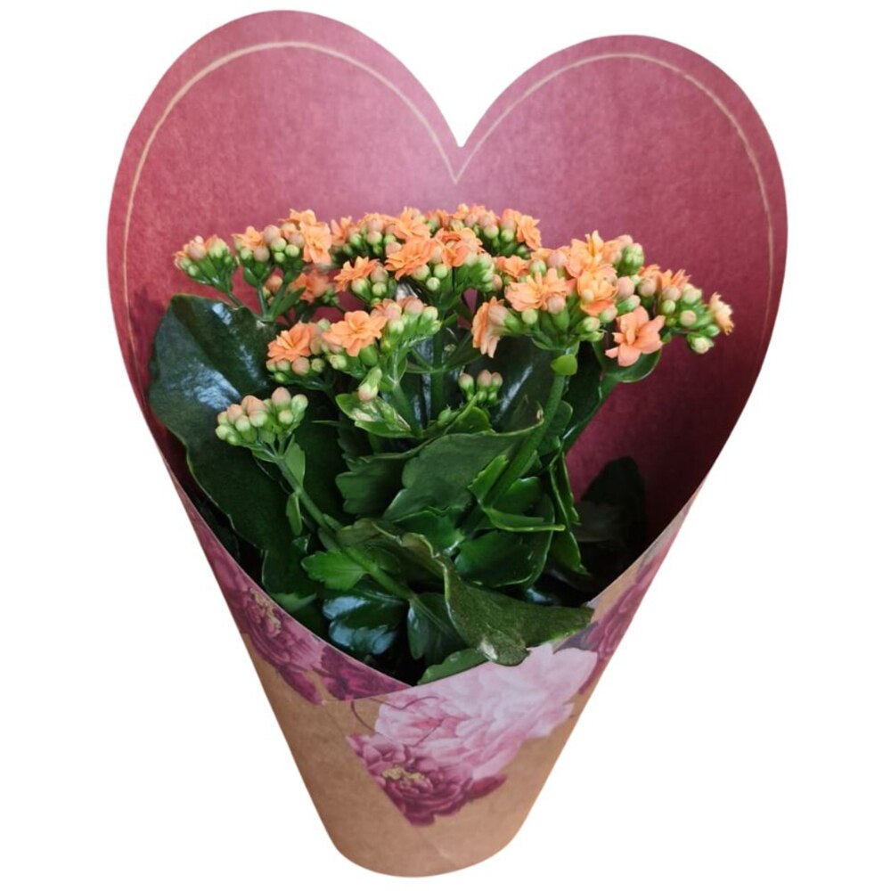 Kalanchoe punga colectia Amora, D 12cm