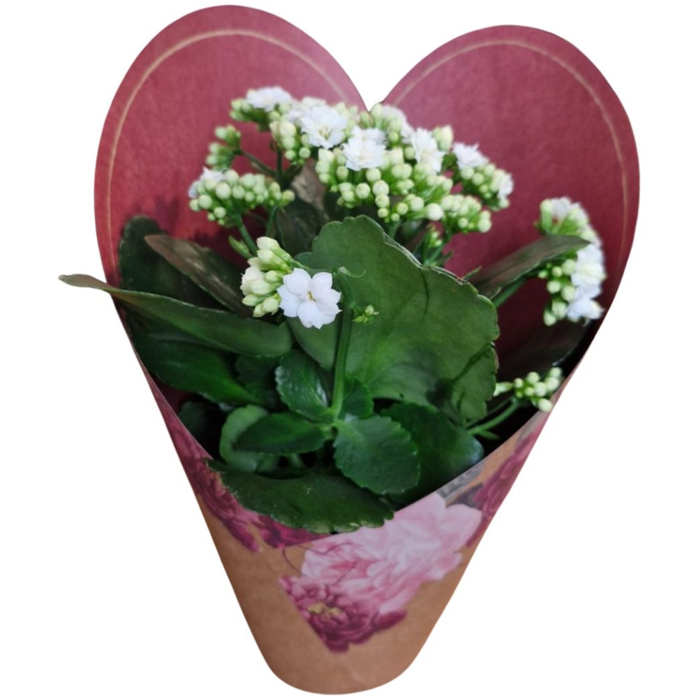 Kalanchoe punga colectia Amora, D 12cm