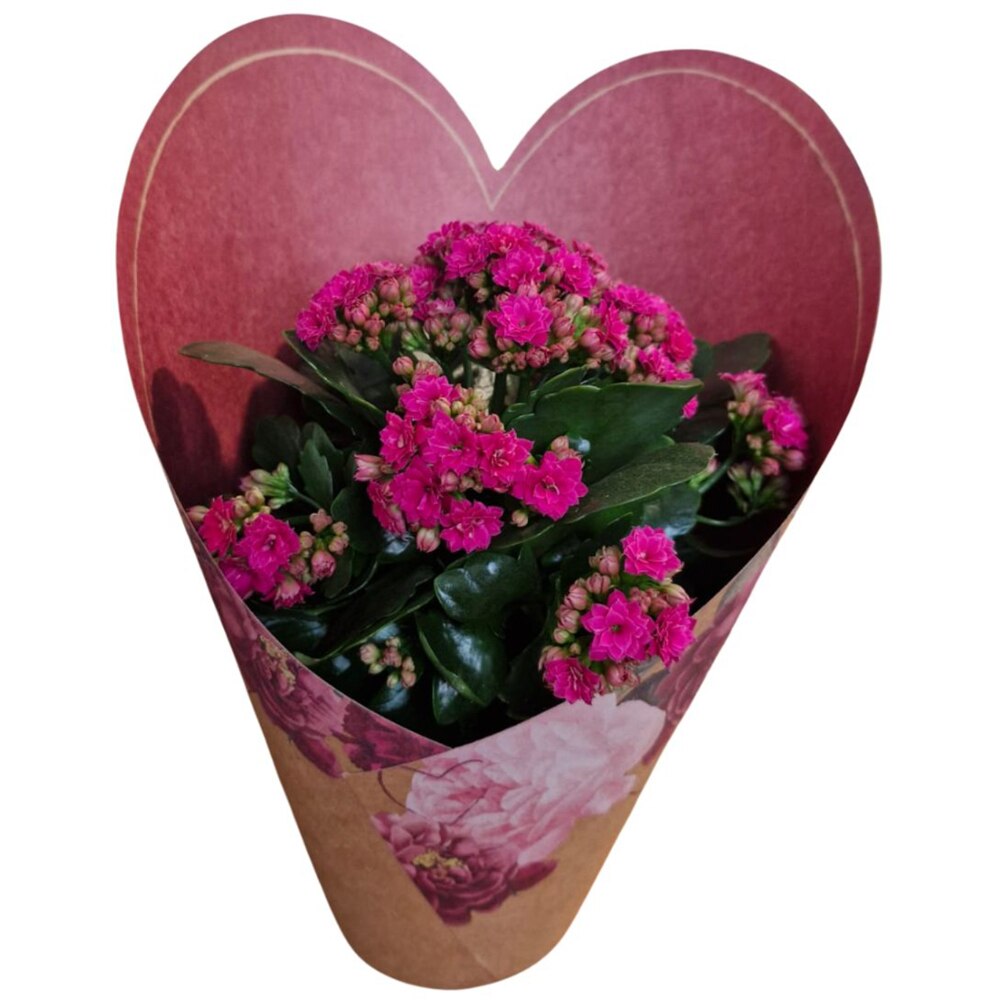 Kalanchoe punga colectia Amora, D 12cm