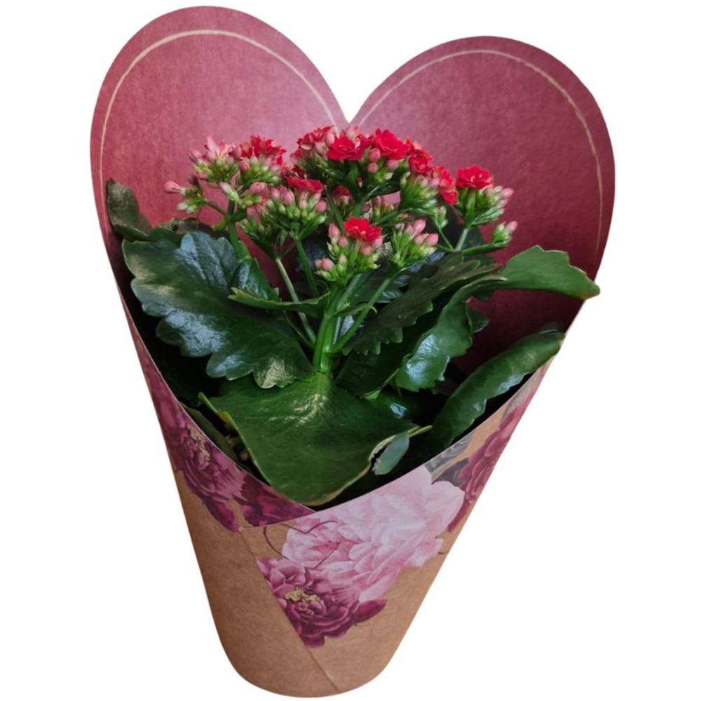 Kalanchoe punga colectia Amora, D 12cm