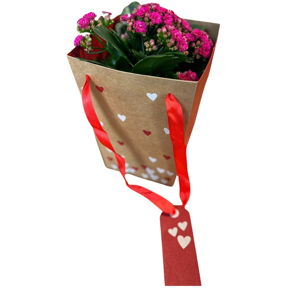 Kalanchoe punga colectia Send Love, D 13cm