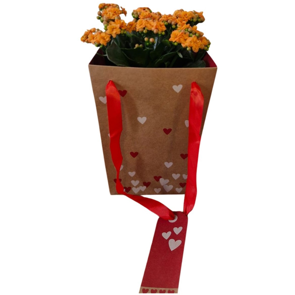 Kalanchoe punga colectia Send Love, D 13cm