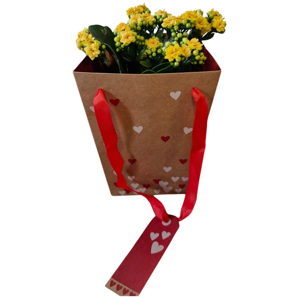 Kalanchoe punga colectia Send Love, D 13cm