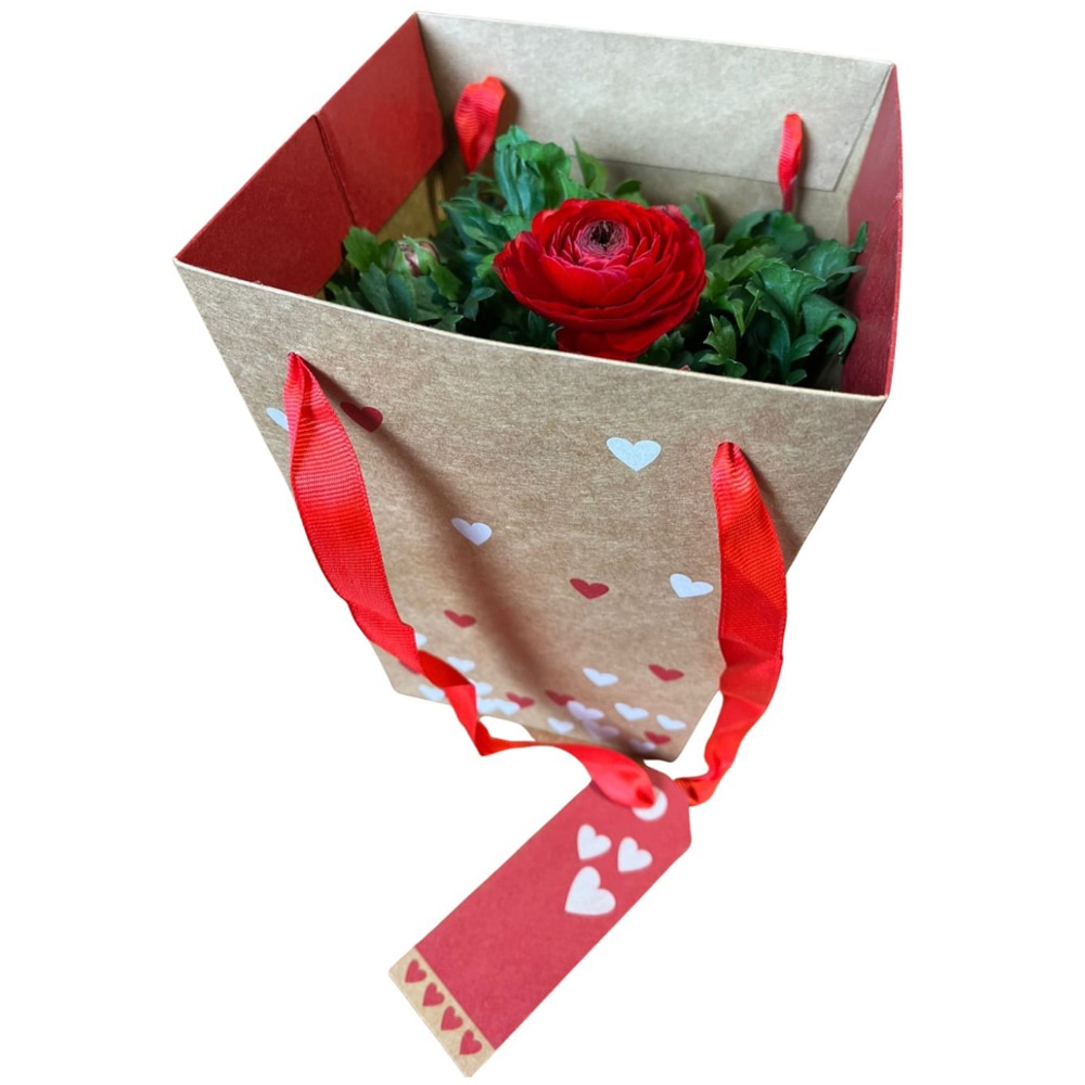 Kalanchoe punga colectia Send Love, D 13cm