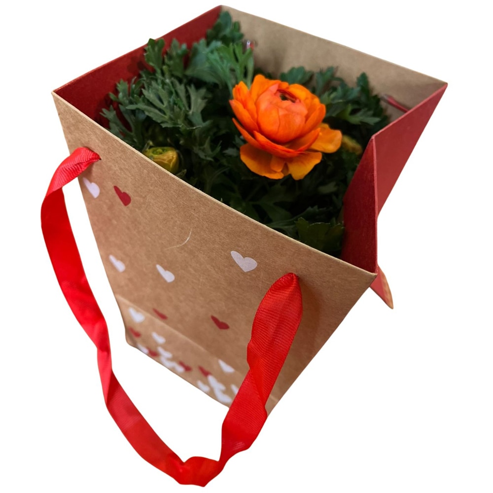 Ranunculus punga colectia Send Love, D 13cm