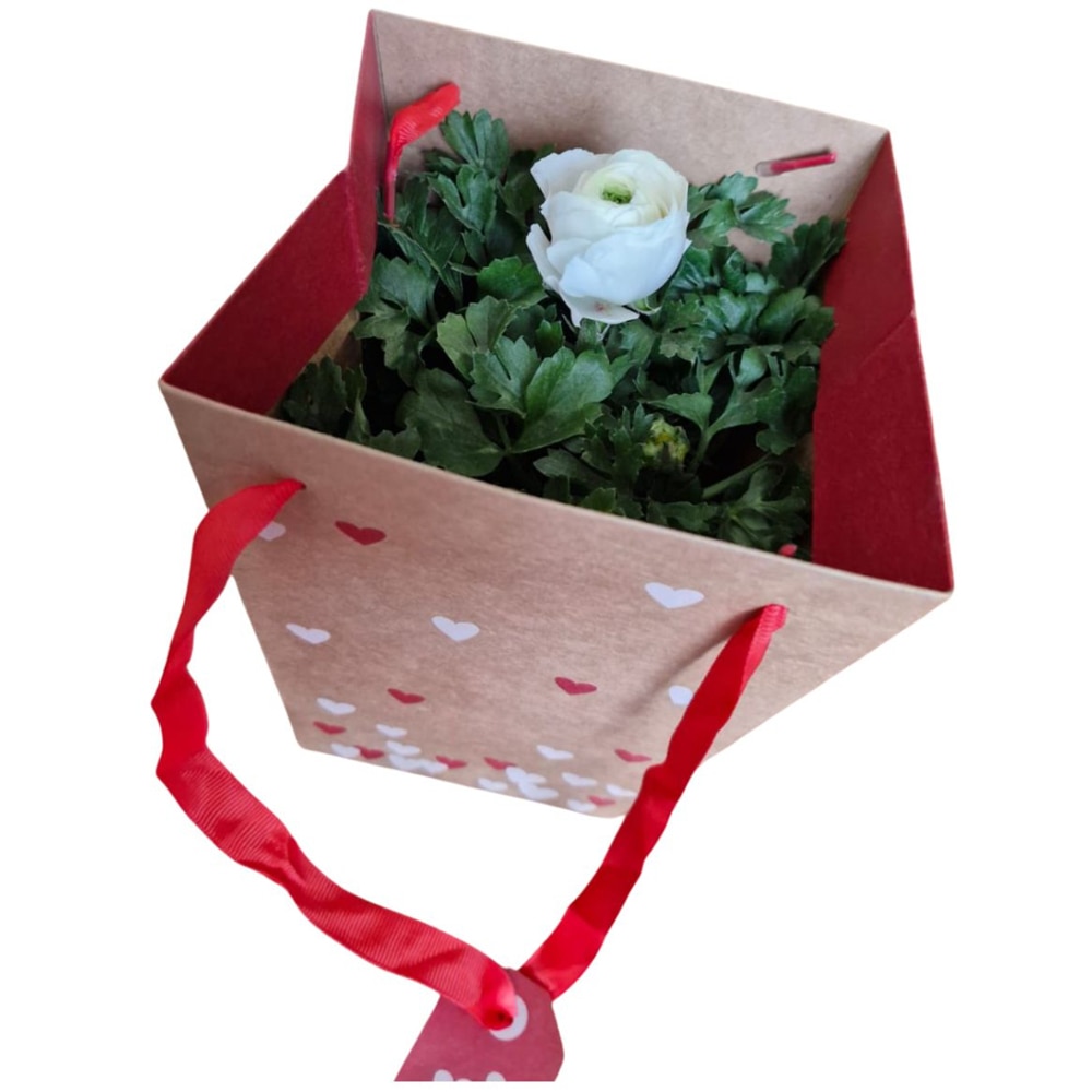 Ranunculus punga colectia Send Love, D 13cm