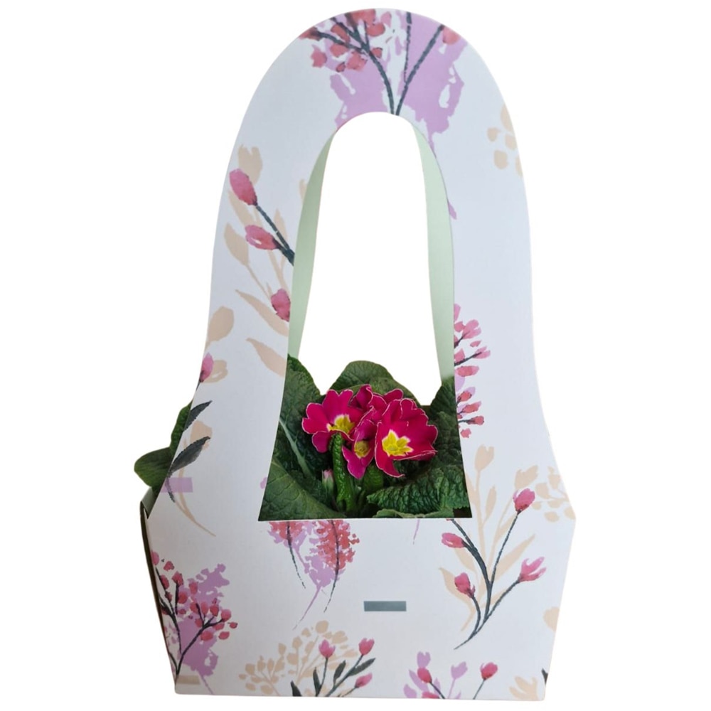 Primula punga colectia Nature Romance, D 11cm