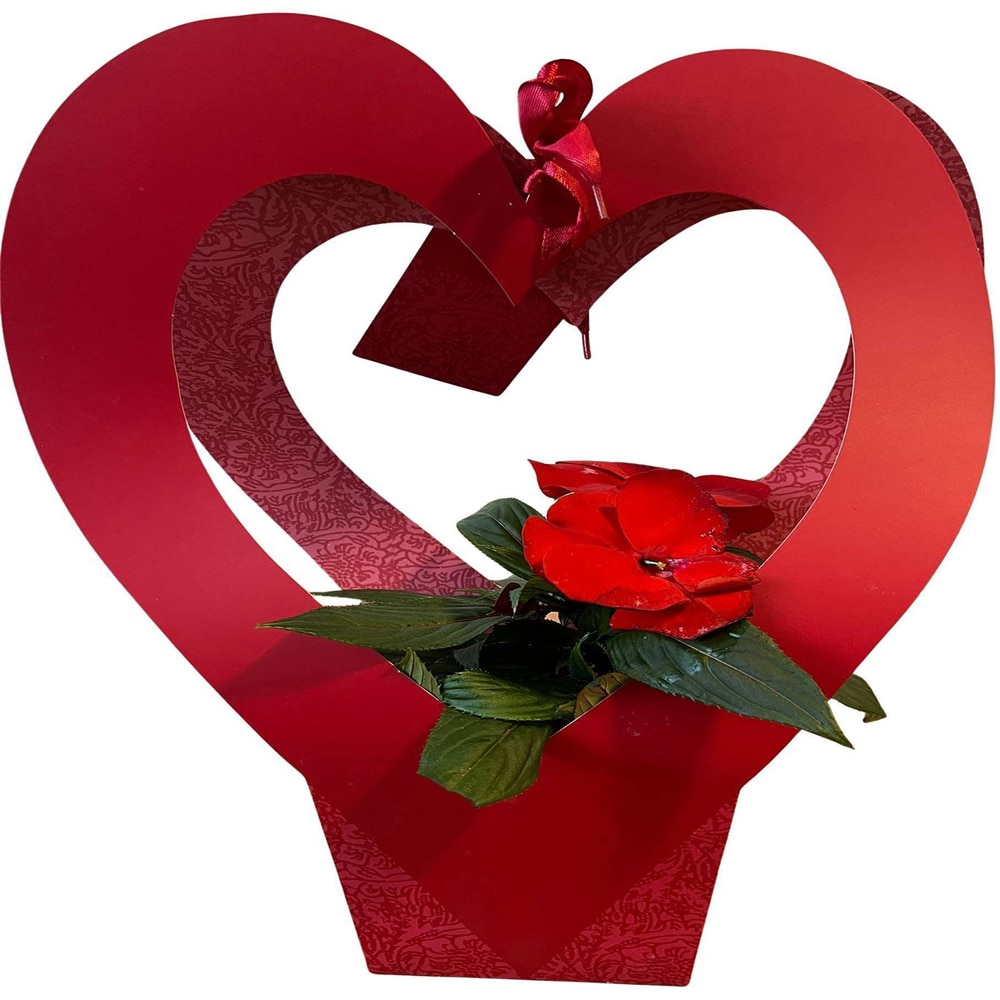 Impatiens punga colectia Romance, D 11cm