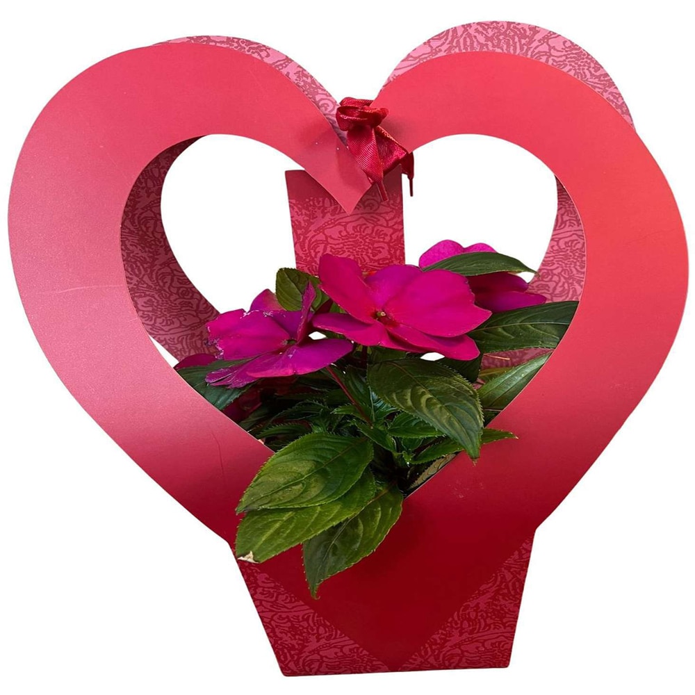 Impatiens punga colectia Romance, D 11cm