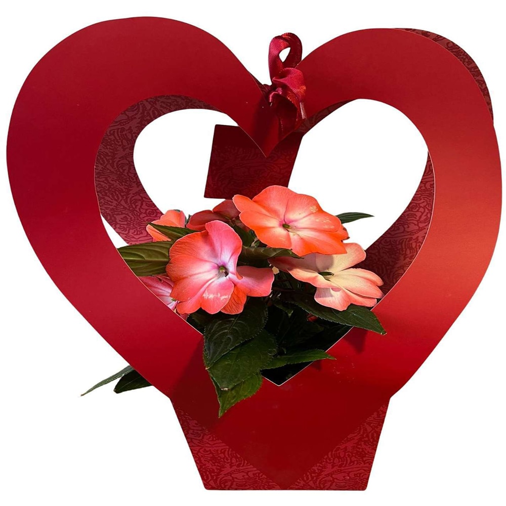 Impatiens punga colectia Romance, D 11cm