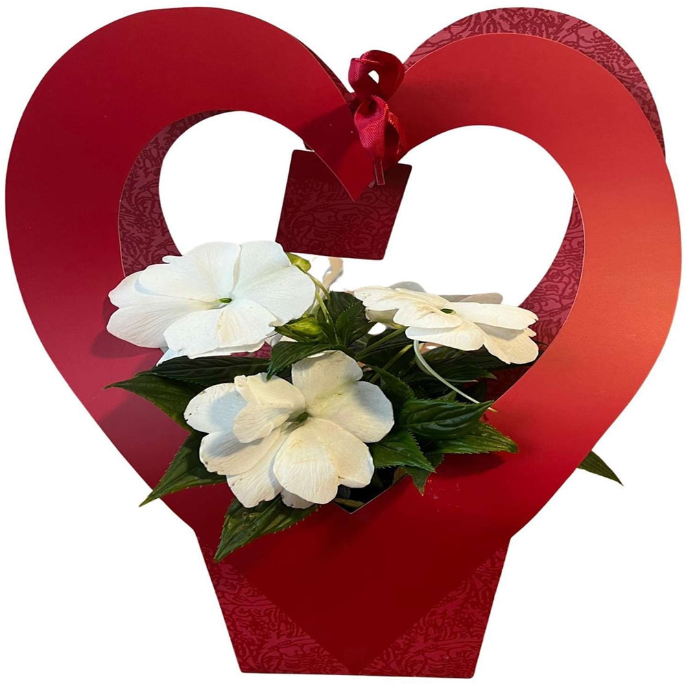 Impatiens punga colectia Romance, D 11cm