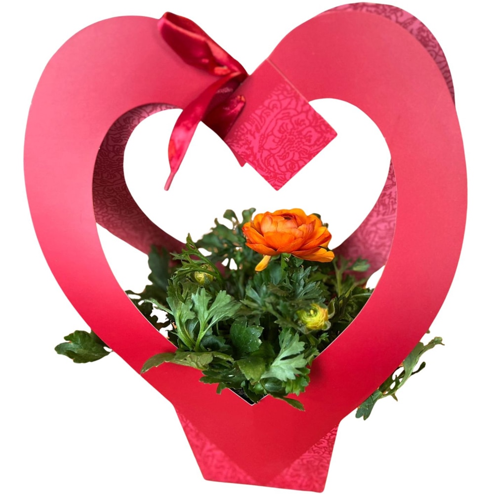 Ranunculus punga colectia Romance, D 11cm