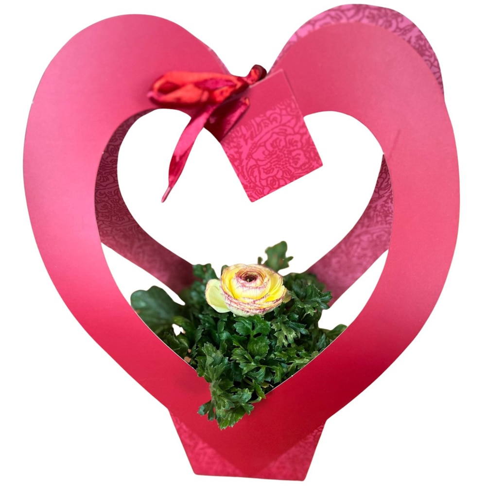 Ranunculus punga colectia Romance, D 11cm