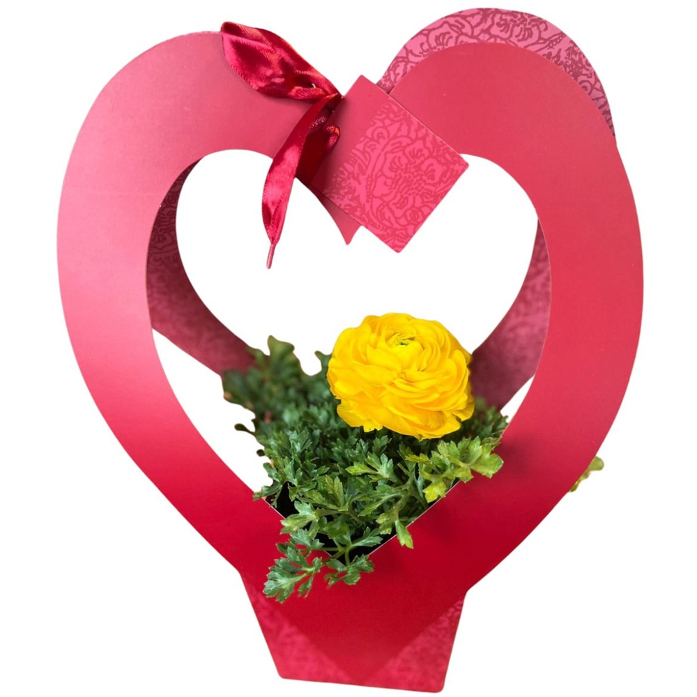 Ranunculus punga colectia Romance, D 11cm