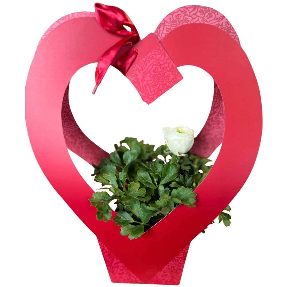 Ranunculus punga colectia Romance, D 11cm