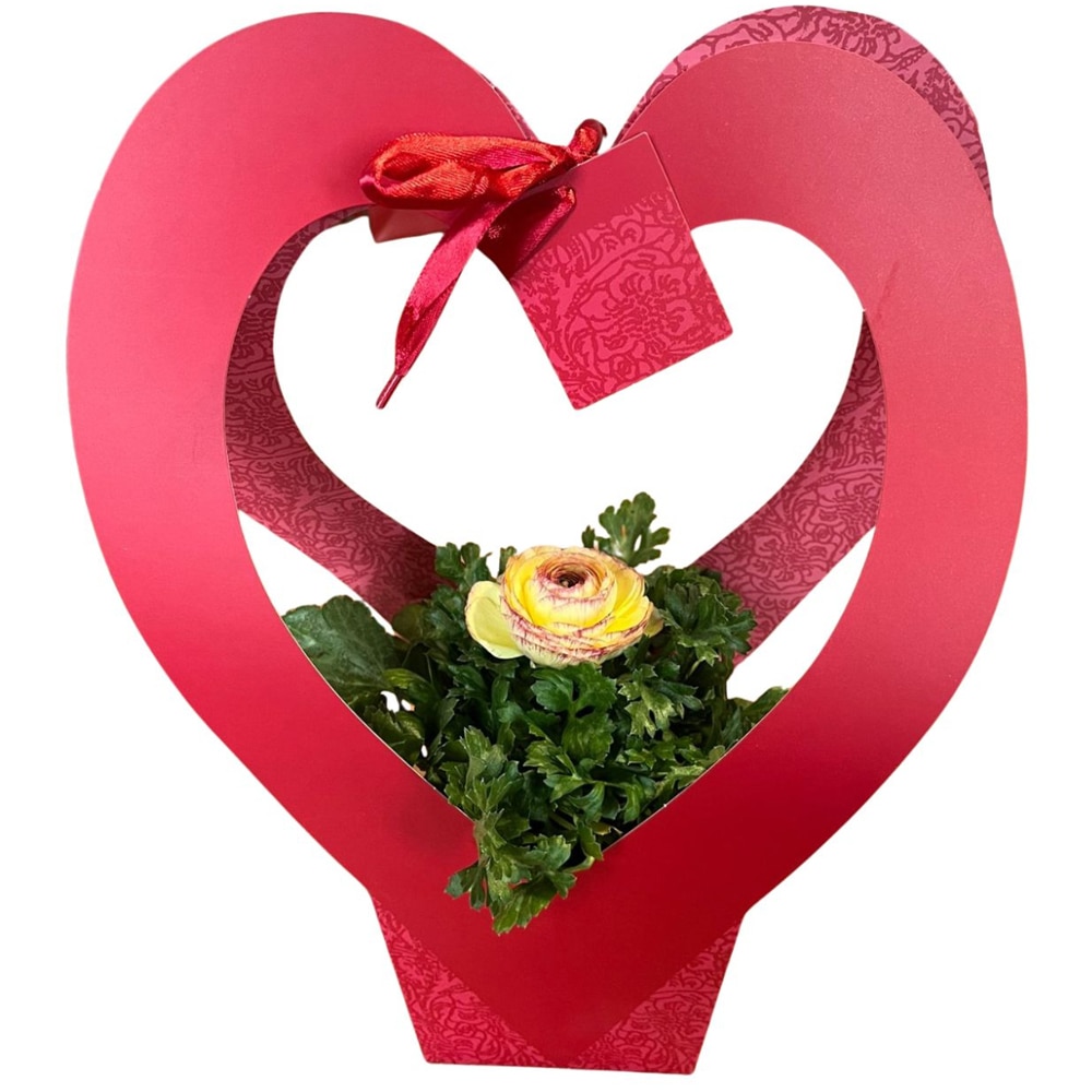 Ranunculus punga colectia Romance, D 11cm