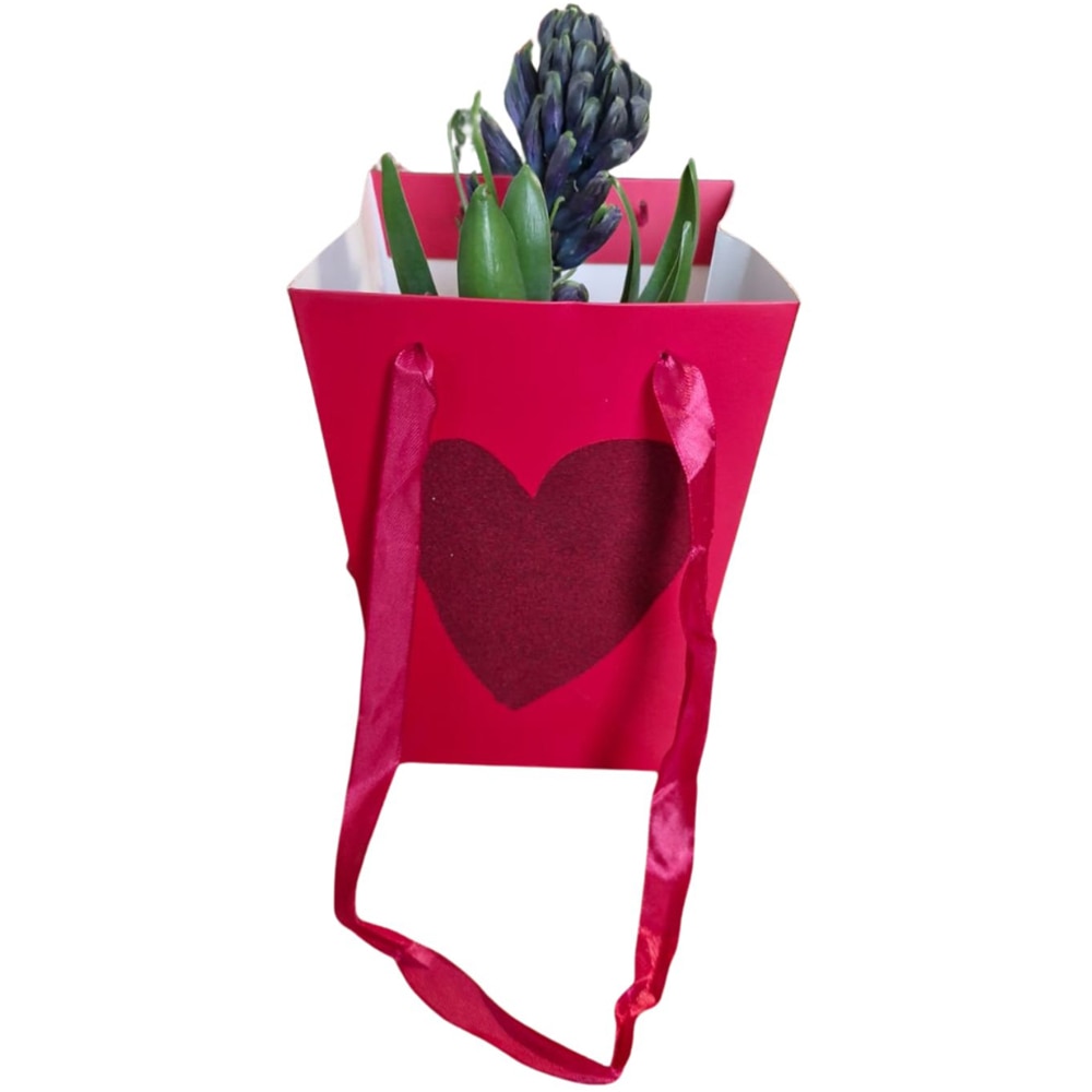 Hyacinthus punga colectia Velvet Love, D 11cm