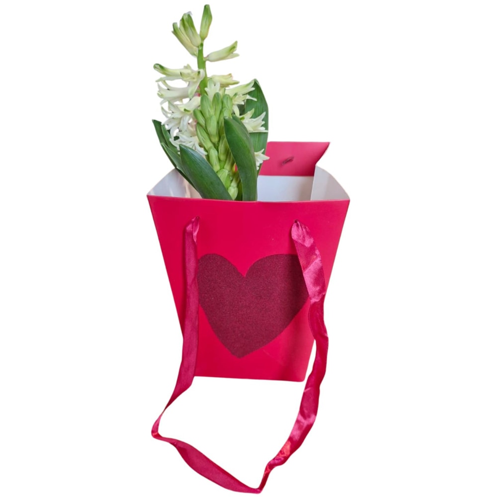 Hyacinthus punga colectia Velvet Love, D 11cm