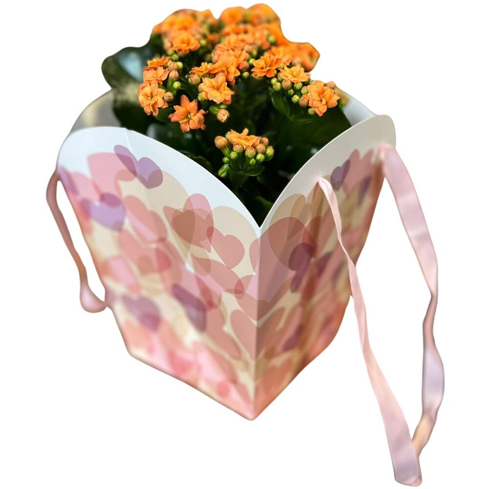 Kalanchoe punga colectia Sweet Hearts, D 13cm