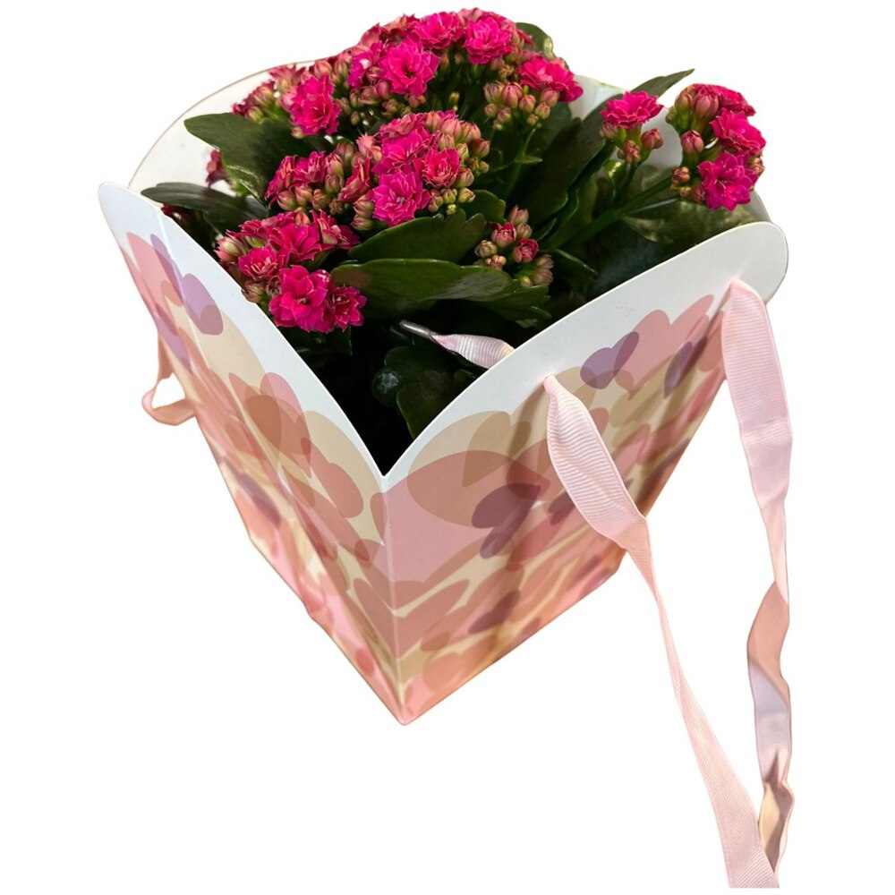 Kalanchoe punga colectia Sweet Hearts, D 13cm