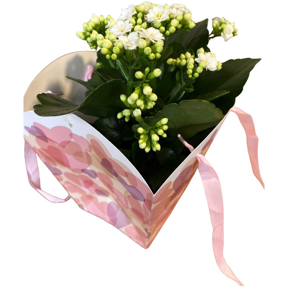 Kalanchoe punga colectia Sweet Hearts, D 13cm