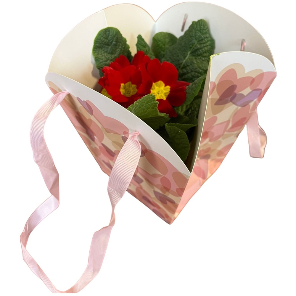 Primula punga colectia Sweet Hearts, D 11cm