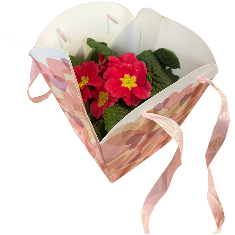 Primula punga colectia Sweet Hearts, D 11cm