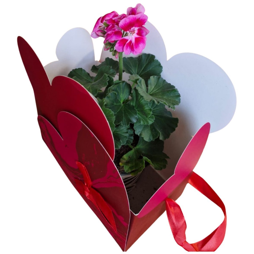 Muscate punga colectia Marbled Love, D 13cm