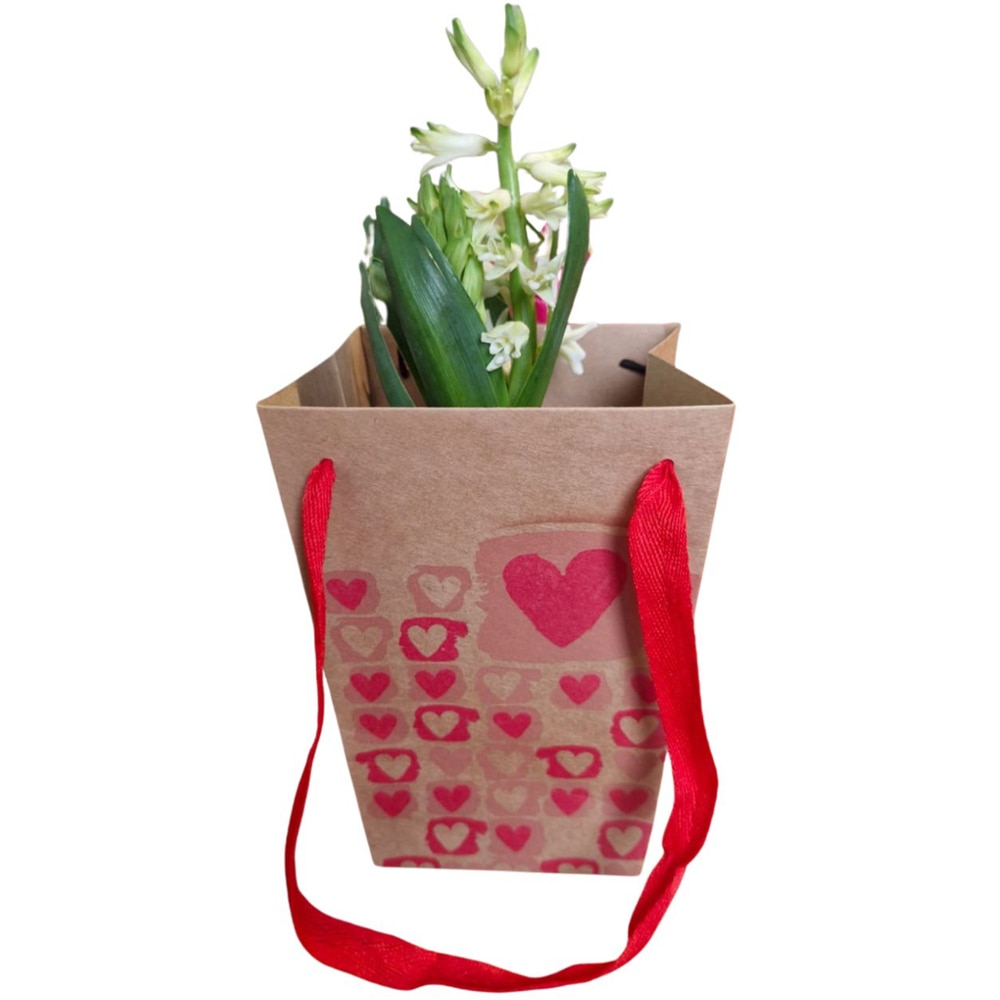 Hyacinthus punga colectia The Art Of Love, D 11cm