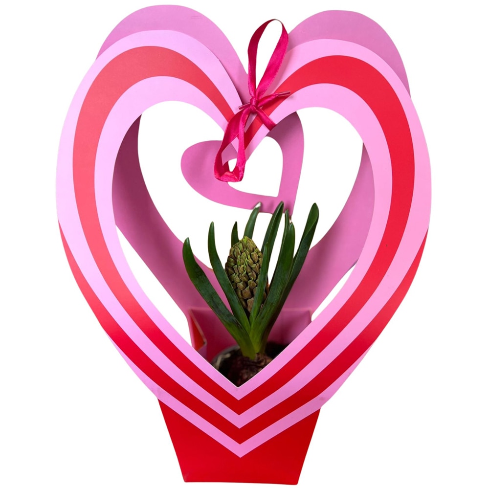 Hyacinthus D1CM punga colectia Bag Express Love, D 11cm