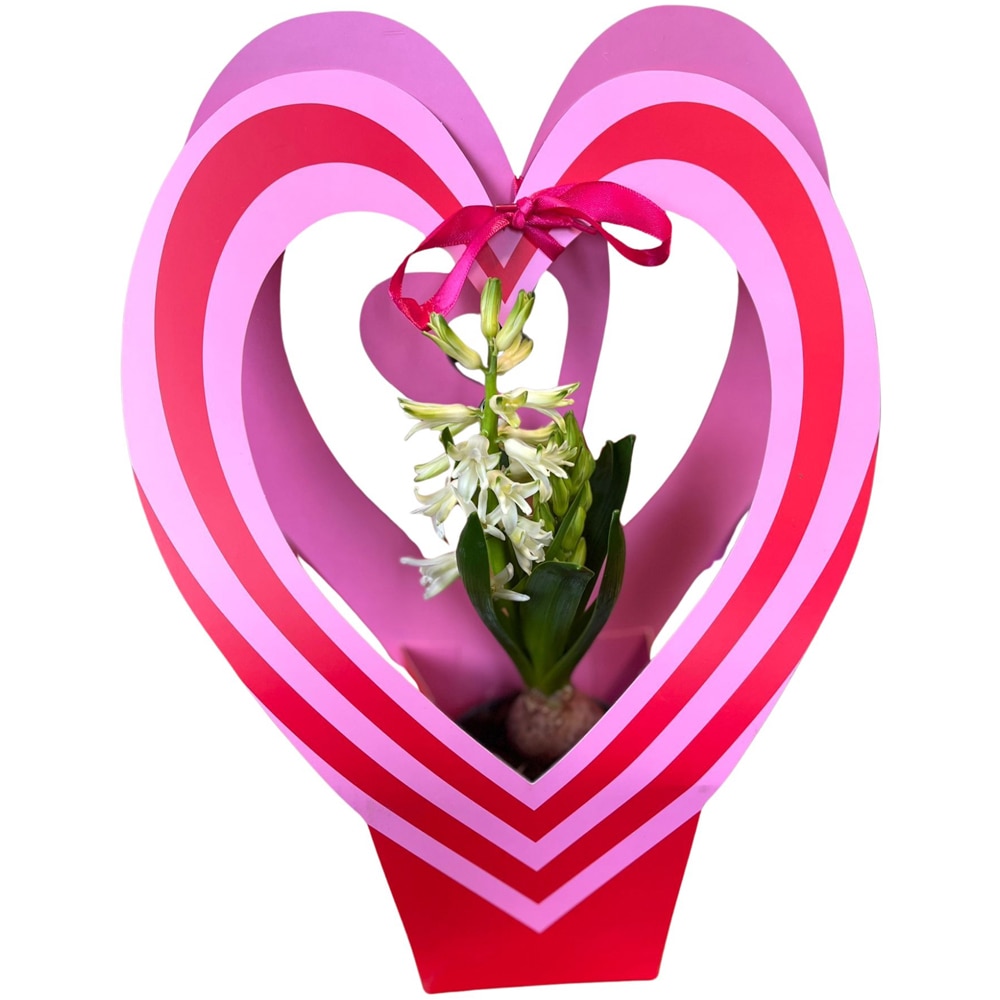 Hyacinthus D1CM punga colectia Bag Express Love, D 11cm